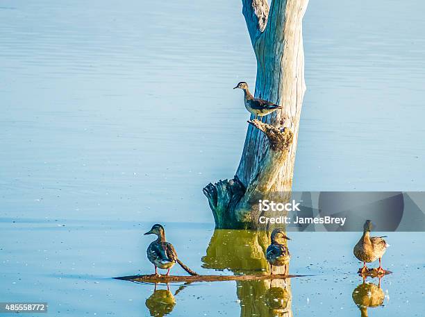 Duck Sentry On Watch Protecting His Family Stock Photo - Download Image Now - 2015, Alertness, Animal