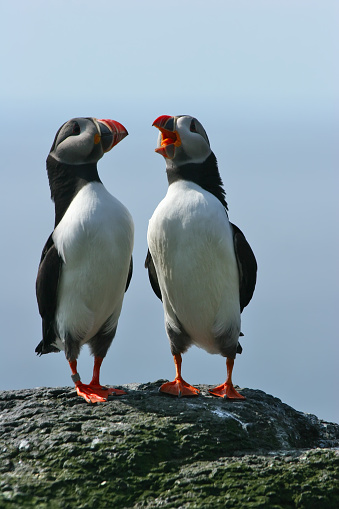 A pair of colorful puffins stand together on a rock by the sea having a conversation in song.