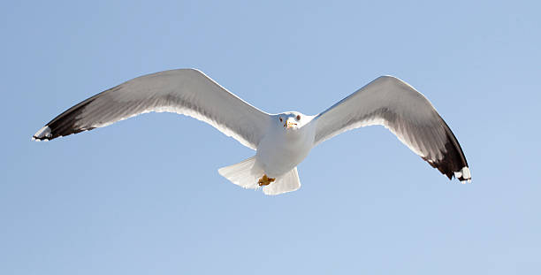 istock White seagull soaring in the blue sky 485559845