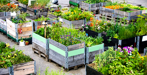 Urban Gardening and Farming in summertime