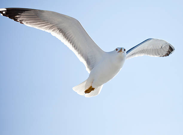 istock White seagull soaring in the blue sky 485559887
