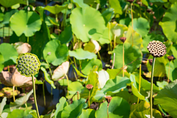 istock Japan lotus pond 485559930