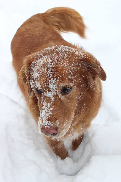 istock Red Golden Retriever with Snow on Face 485559975