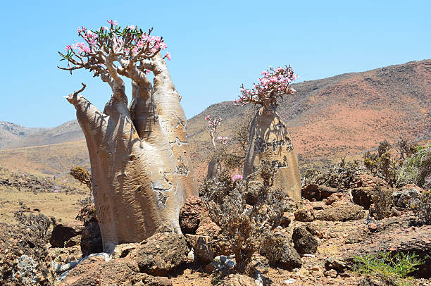 istock Socotra, bottle trees (desert rose - adenium obesum), Mumi plateau 485560493