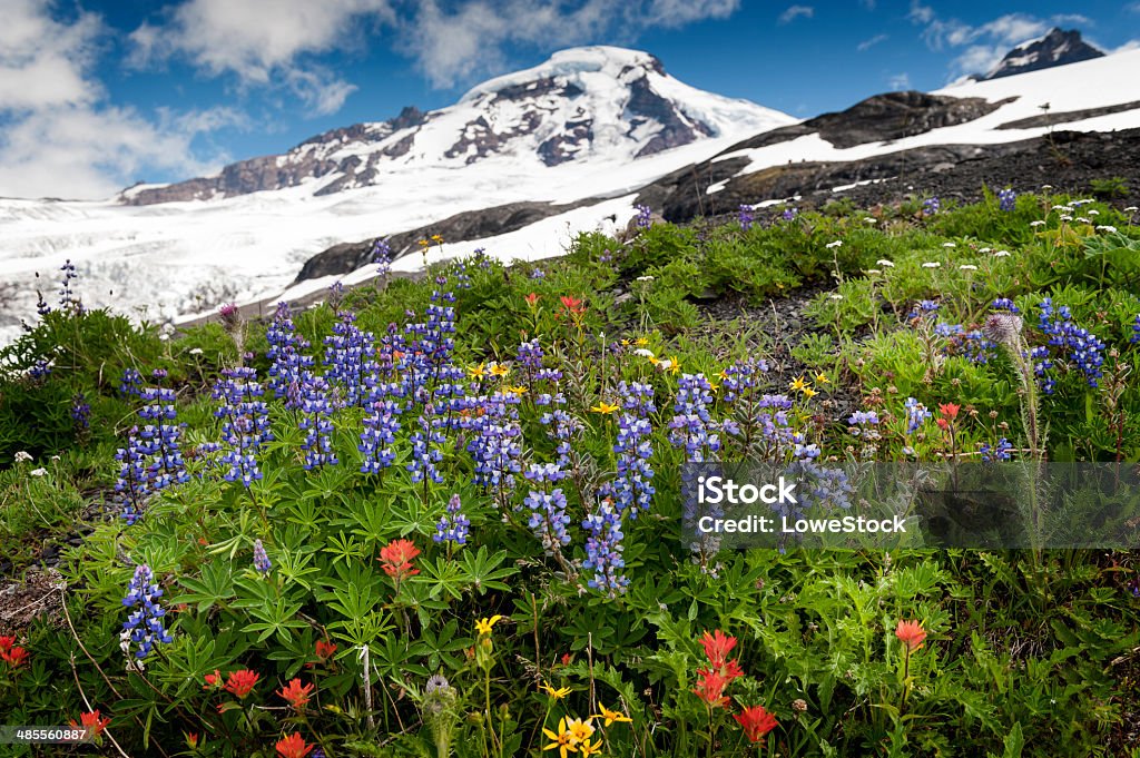 Mt. Baker fleurs sauvages - Photo de Mont Baker libre de droits