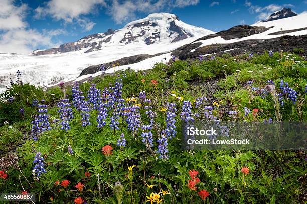 Photo libre de droit de Mt Baker Fleurs Sauvages banque d'images et plus d'images libres de droit de Mont Baker - Mont Baker, État de Washington, Arbre en fleurs