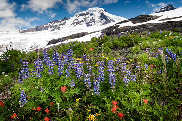 гора бейкер wildflowers - north cascades national park pacific northwest flower cascade range стоковые фото и изображения