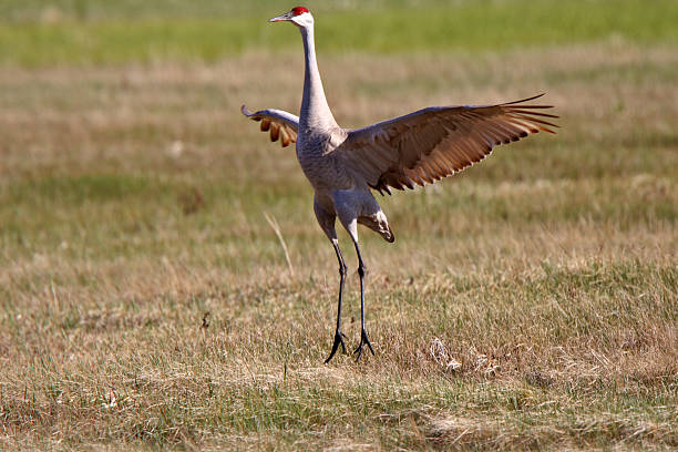 istock Sandhill Cranes during courting season 485561067