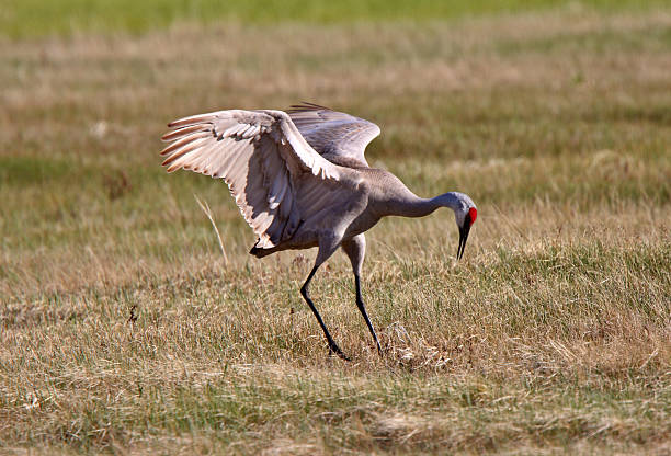 istock Sandhill Cranes during courting season 485561071