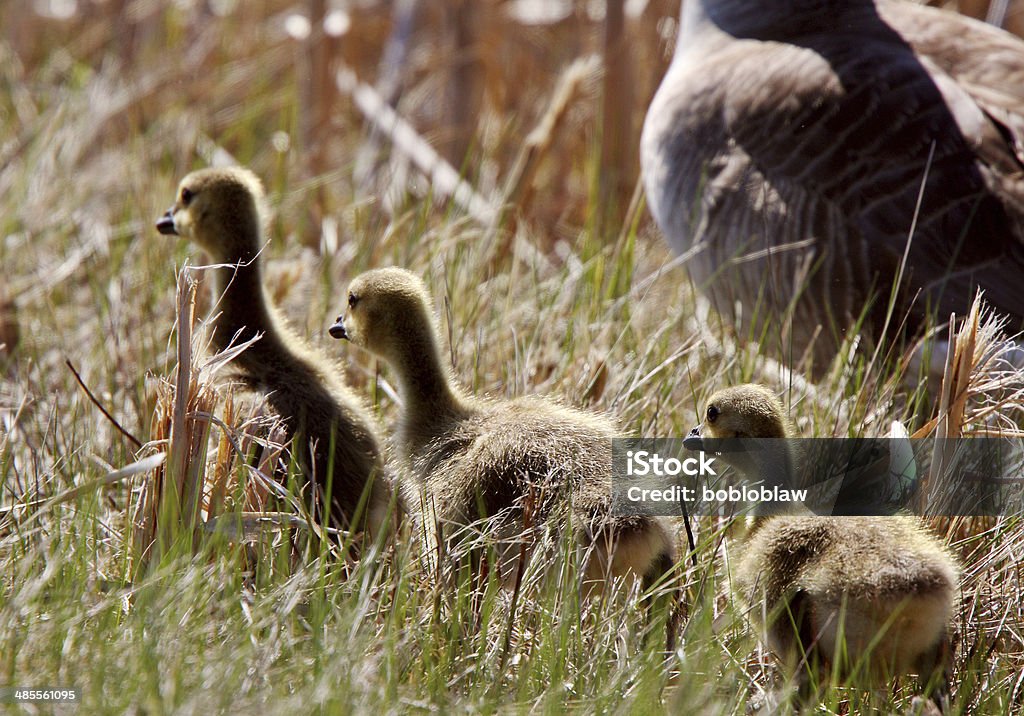 Goslings following Canada Goose parent Adult Stock Photo
