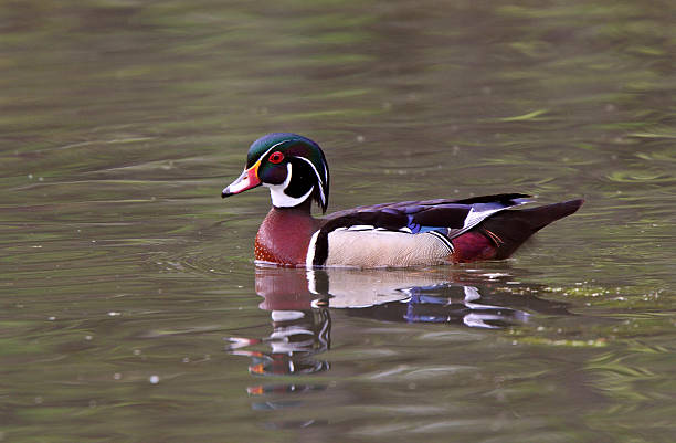 istock Reflection of Wood Duck on pond 485561479