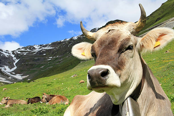 die hübsche kuh - alm bavaria mountain summer stock-fotos und bilder