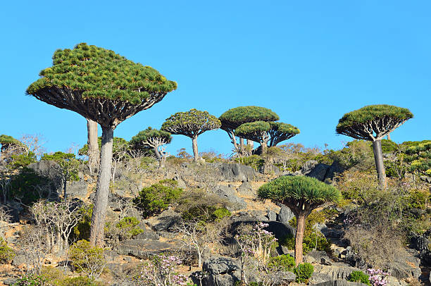 istock Yemen, Socotra, dragon trees on Diksam plateau 485562921