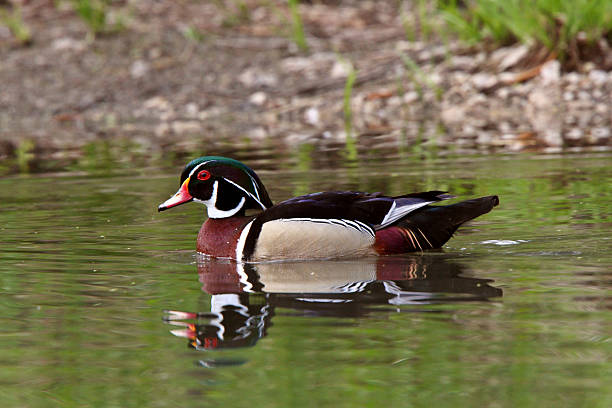 istock Wood Duck drake swimming in pond 485563833