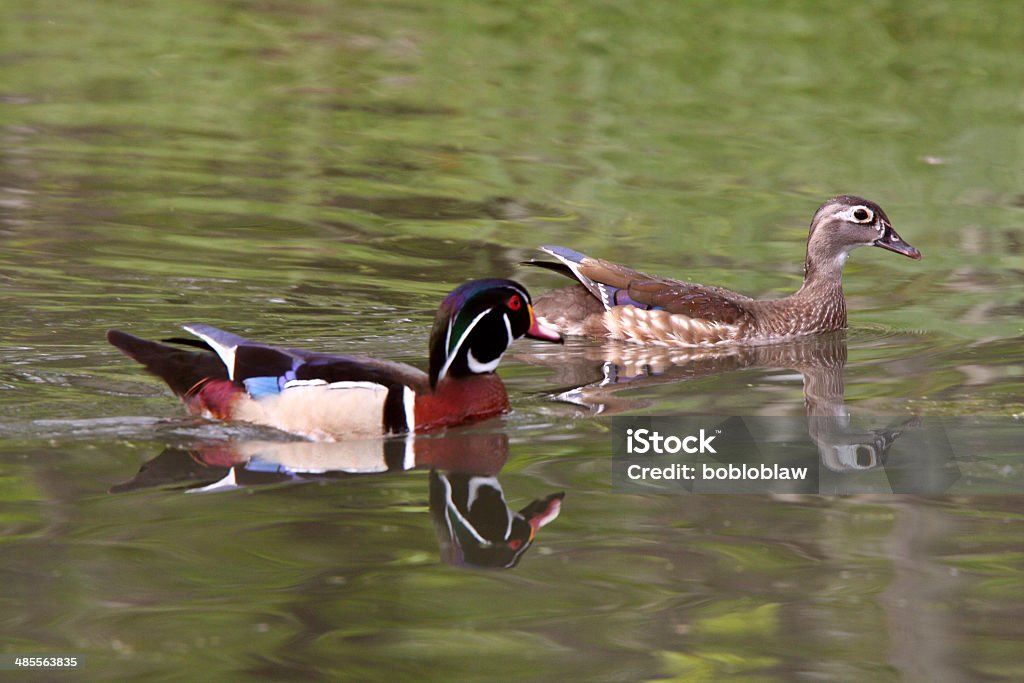 Mating pair of Wood Ducks in pond Adult Stock Photo