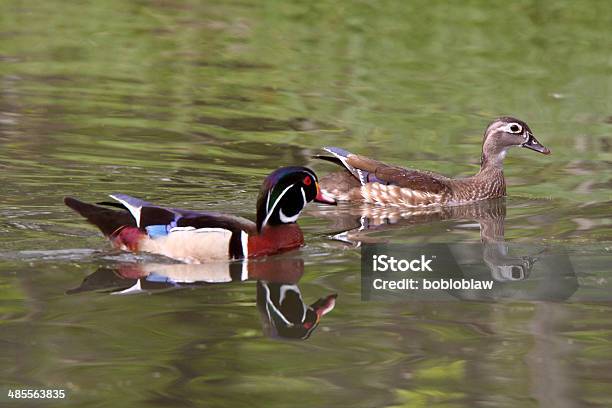 Mating Pair Of Wood Ducks In Pond Stock Photo - Download Image Now - Adult, Animal, Animal Migration