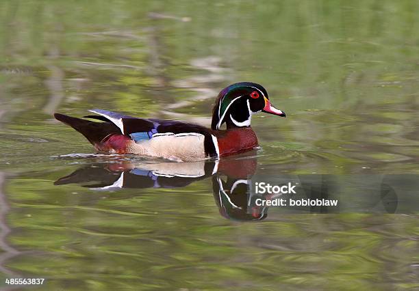 Wood Duck Drake Swimming In Pond Stock Photo - Download Image Now - Adult, Animal, Animal Migration