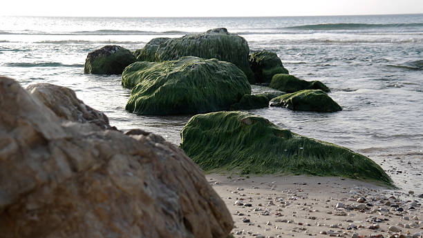 istock Mildew on rocks in the sea 485564252