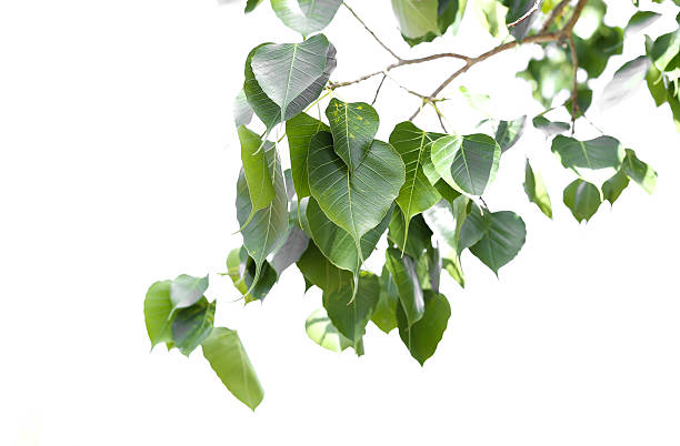 istock Brancg of bo leaf isolated 485564670