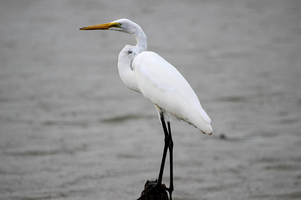 istock Great Egret Perched on Log Looks Out Over Water 485564856