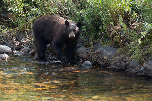 istock Black bear cools off in South Platte River Littleton Colorado 485565466