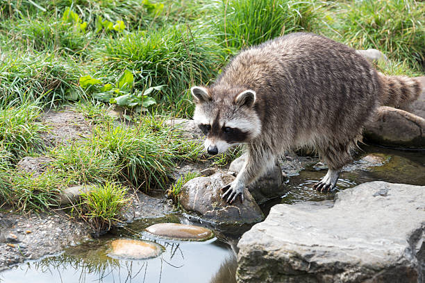 istock raccoon walking in the green grass 485565640