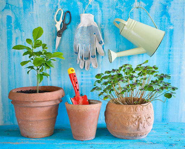 istock plants and gardening utensils 485567932