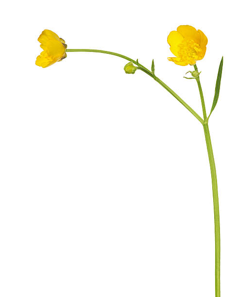 istock gold buttercup blooms and buds on stem 485568624