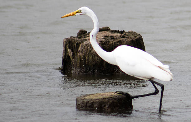 istock Great Egret Wading in Water With One Leg on Stump 485570054