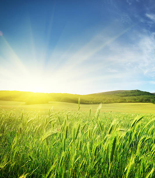 meadow de trigo. - sky grass field blue - fotografias e filmes do acervo