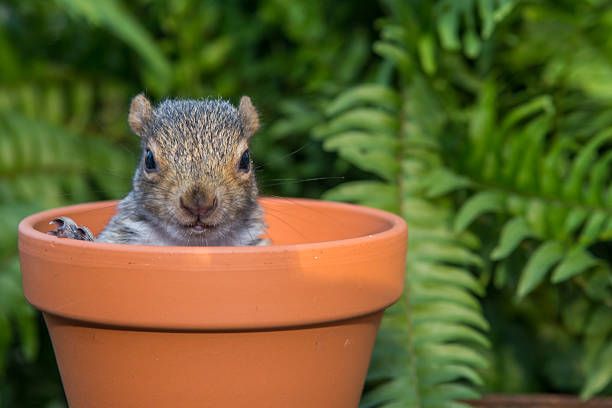 Baby Gray Squirrel stock photo