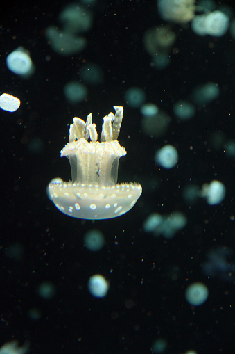 Spotted jellyfish underwater. 