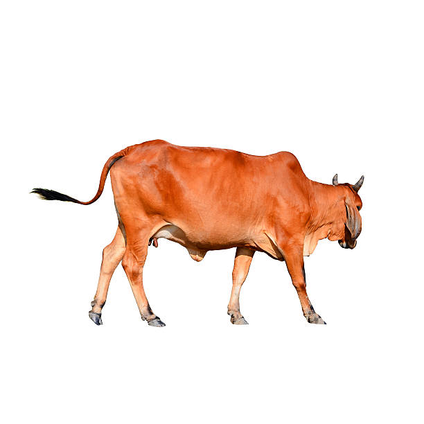 istock Isolated brown cow on the white background 485571032