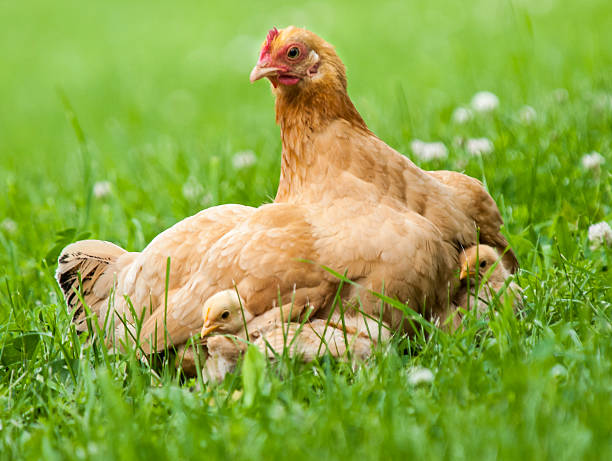 A Gold Star Hen and her chicks in the green grass - the chicks huddling under her wings