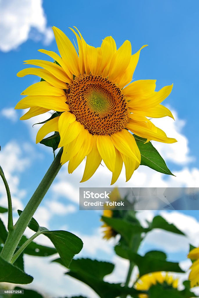 Sunflower on blue sky Sunflower on blue sky. Nature composition. 2015 Stock Photo