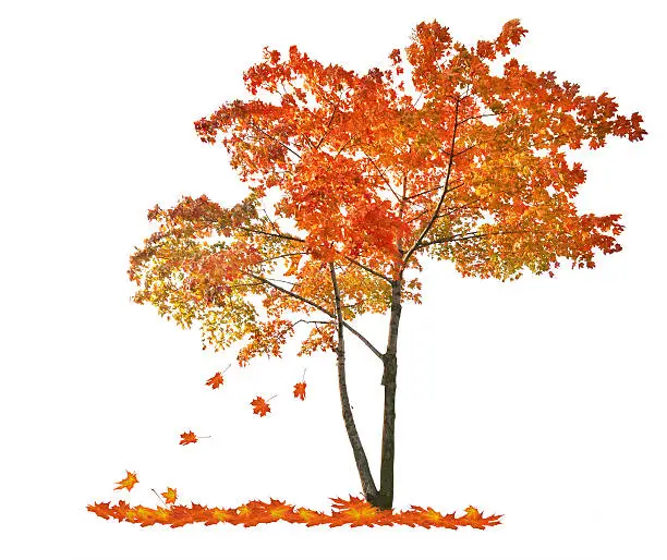 Photo of autumn red maple tree with falling leaves