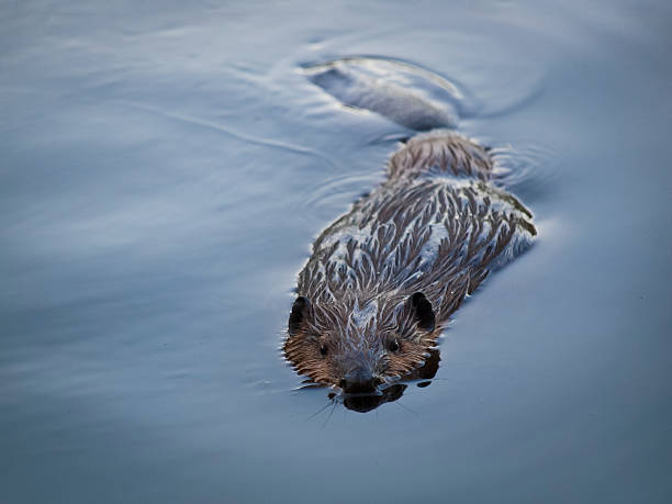 istock Single Beaver Swimming on Quiet Pond 485572708