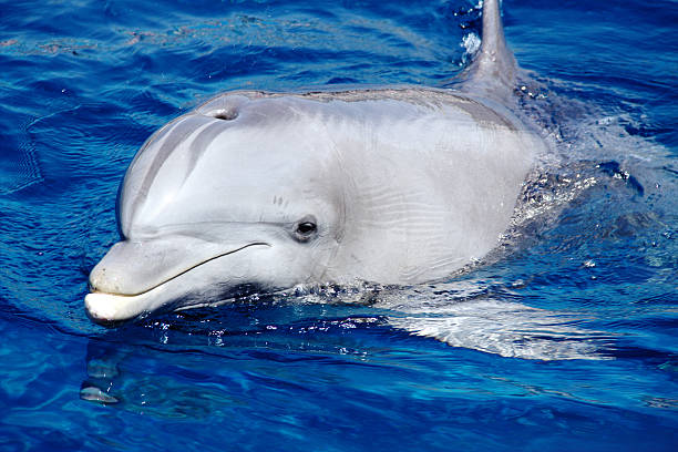 Dolphin in the water. stock photo