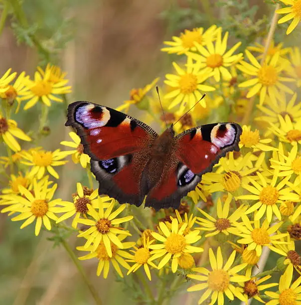 European Peacock Butterfly - Peacock Aglais io  resting on a yellow ragwort flower. The peacock butterfly's wings are rusty red with a distinctive black, blue and yellow eyespot on each wingtip.