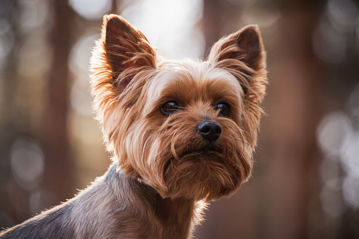 A small Yorkshire Terrier with a cute ponytail on its head is on a leash while taking a walk through the park.