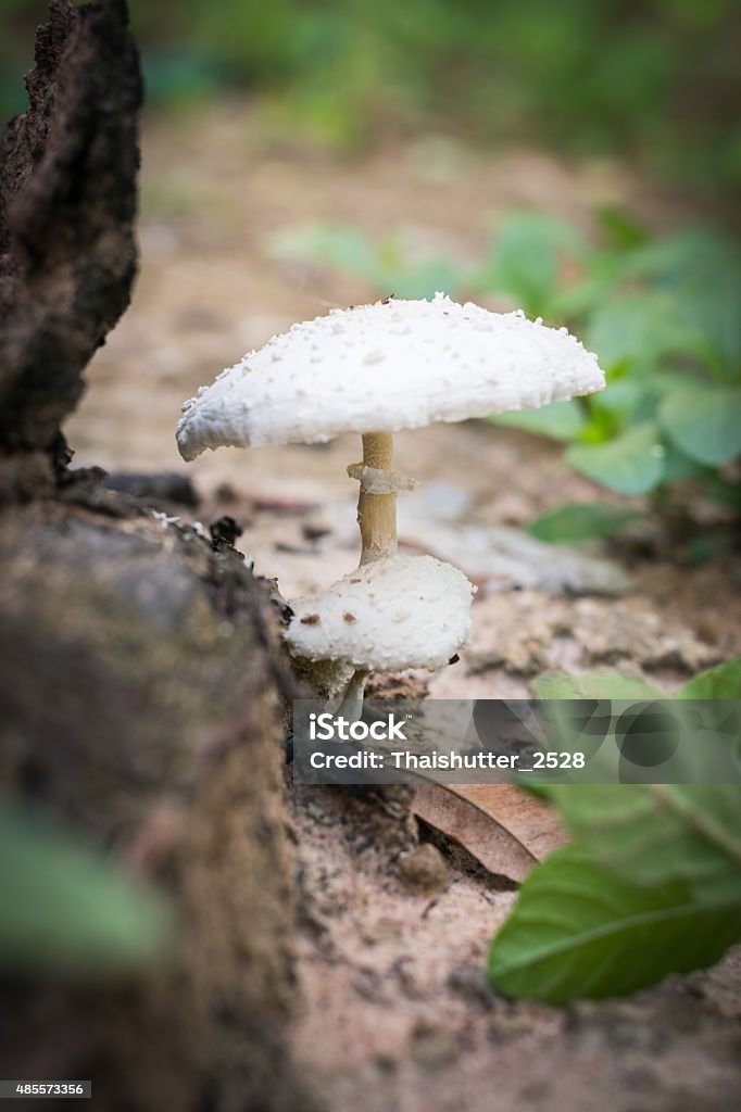 White mushrooms (danger) Do not eat poisonous mushrooms danger 2015 Stock Photo