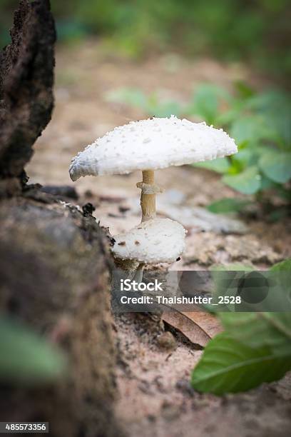 White Mushrooms Stock Photo - Download Image Now - 2015, Beauty In Nature, Close-up