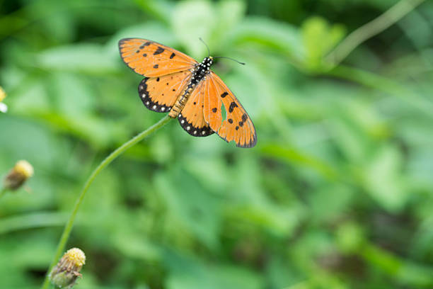 istock Butterfly Sucking nectar from flowers, grass pollen. 485573532