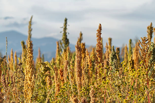 киноа plantation (chenopodium киноа - argentina landscape multi colored mountain стоковые фото и изображения