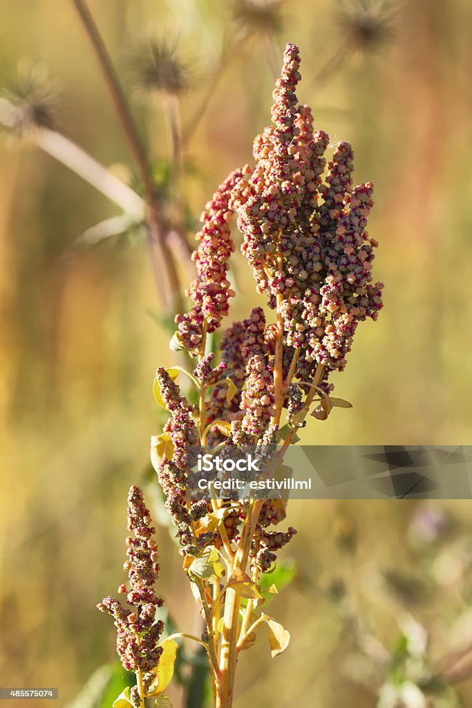Quinoa plantation (Chenopodium quinoa) Quinoa plantation (Chenopodium quinoa) near Cachi, northern Argentina Quinoa Stock Photo