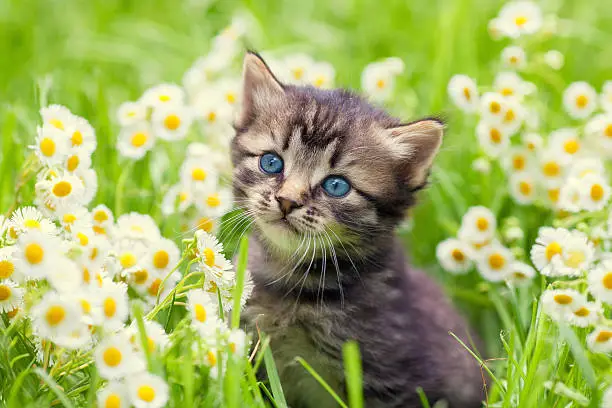 Portrait of cute little kitten outdoors in flowers