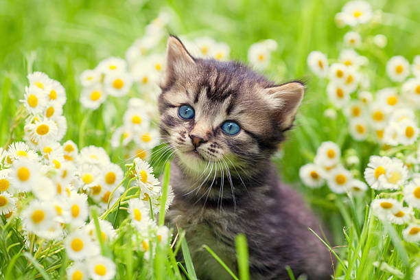 retrato de um lindo pouco kitten ao ar livre com flores - kitten imagens e fotografias de stock