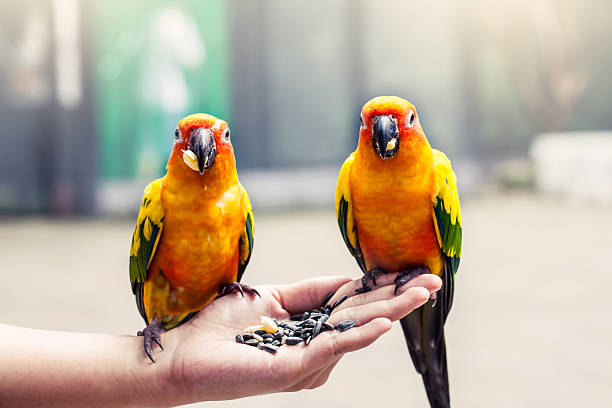 istock Parrot on woman hand in park 485575528