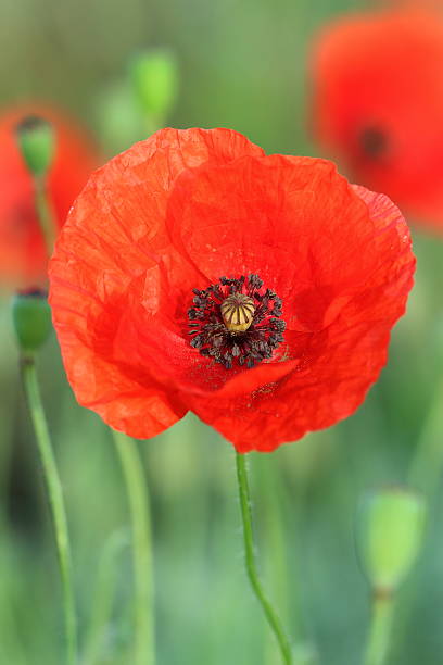 istock Flower of poppy 485575810