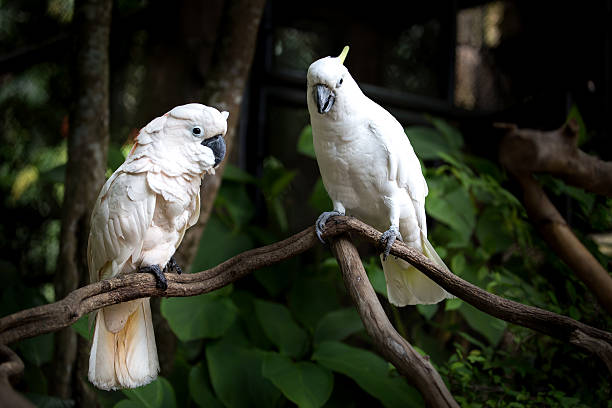 istock White Cockatoo, Sulphur-crested Cockatoo (Cacatua galerita). 485576102